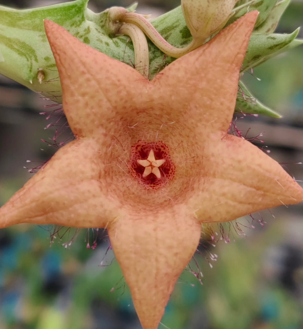 Duvalia sulcata x Whitesloanea crassa Rosa 5 Pieces Seeds
