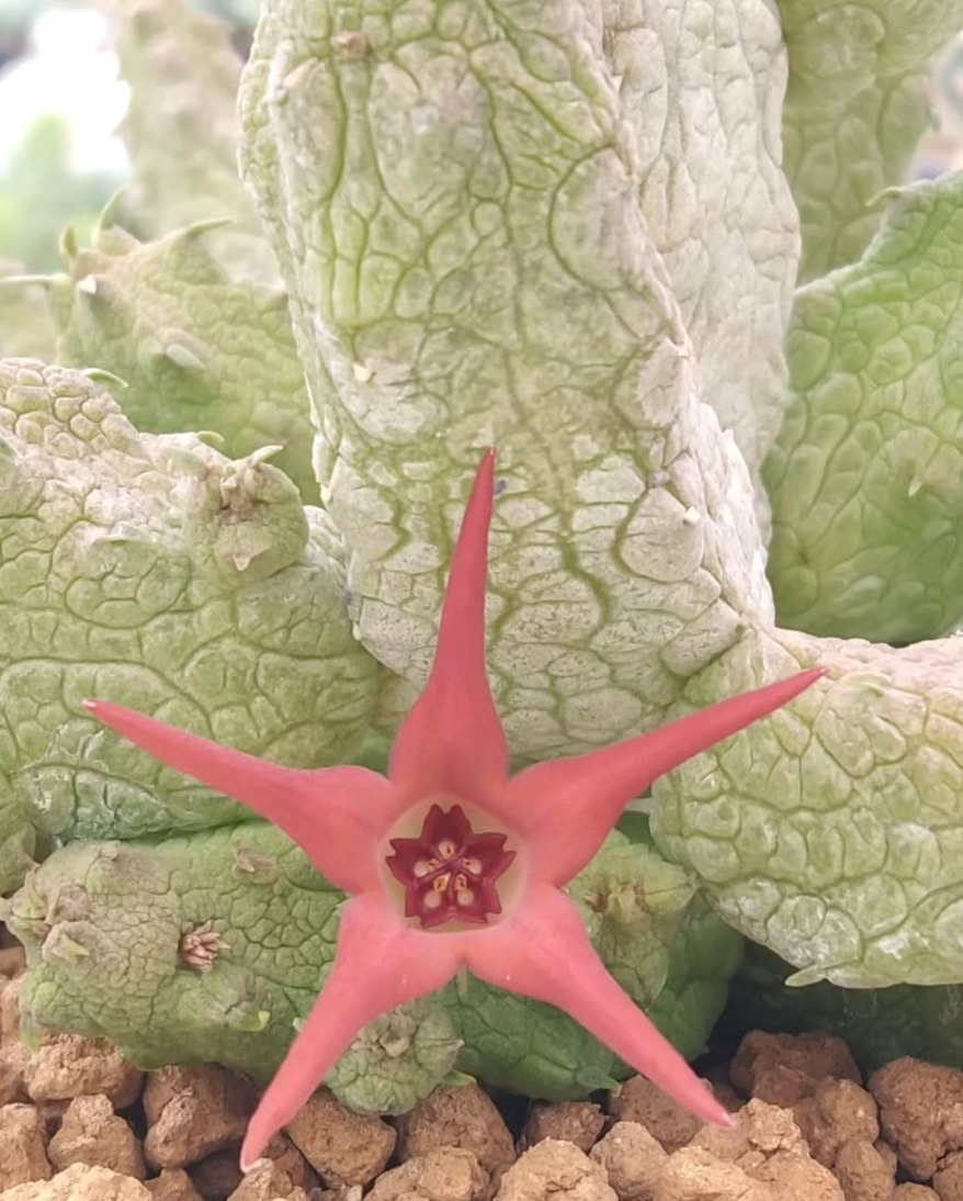 Stapelianthus insignis x Pseudolithos migiurtinus Canvas 7 Pieces Seeds