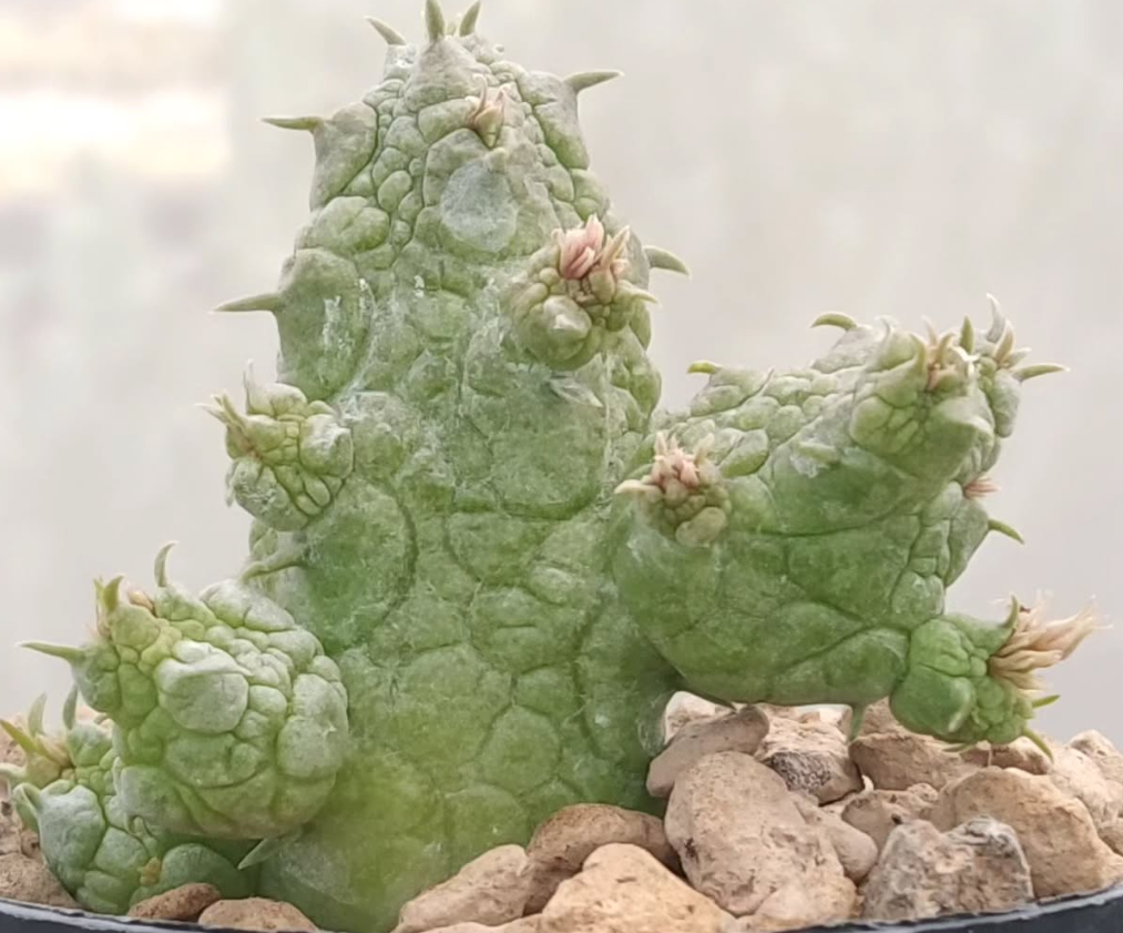 Stapelianthus insignis x Pseudolithos migiurtinus Canvas 7 Pieces Seeds