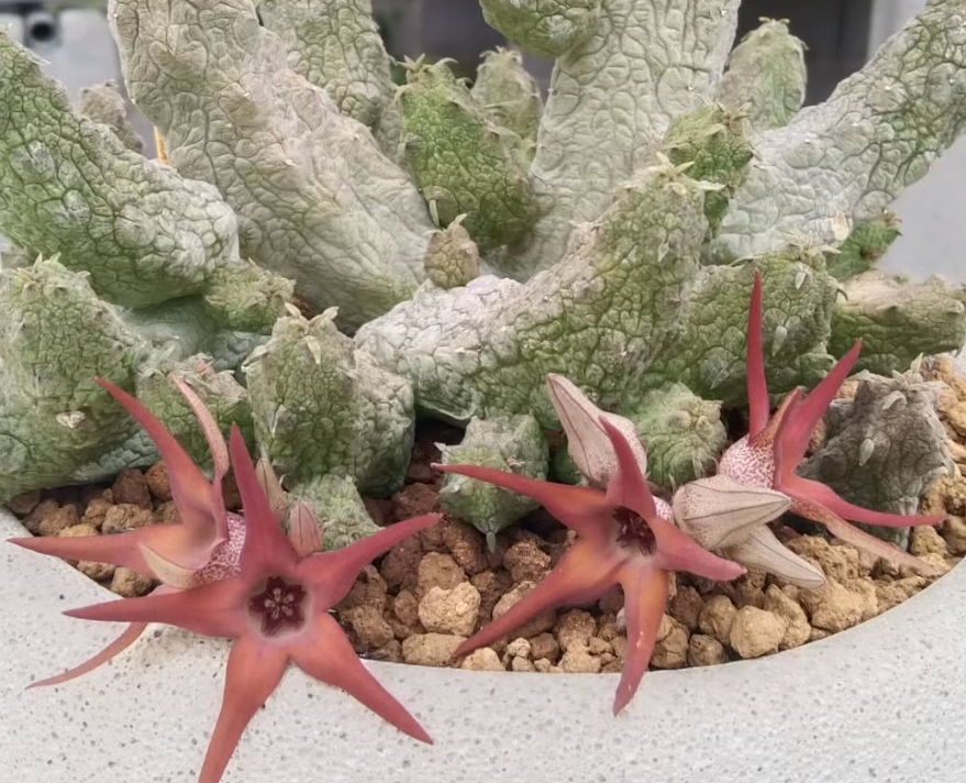 Stapelianthus insignis x Pseudolithos migiurtinus Canvas 7 Pieces Seeds