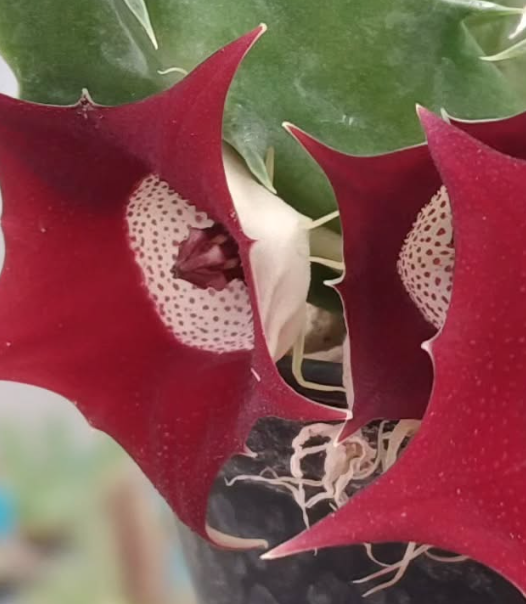 Huernia 'Eyeball' 5 Pieces Seeds