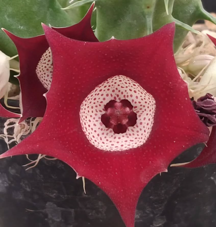 Huernia 'Eyeball' 5 Pieces Seeds
