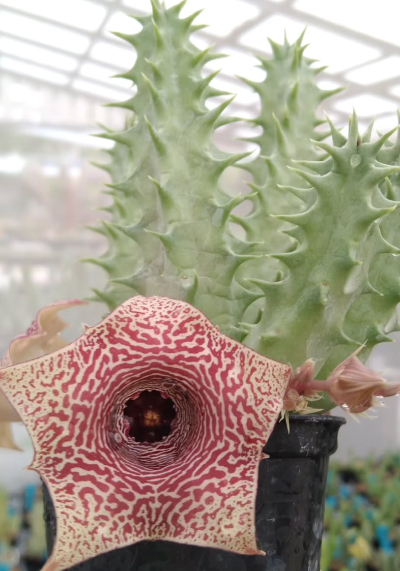 Huernia 'Lalisa' 5 Pieces Seeds