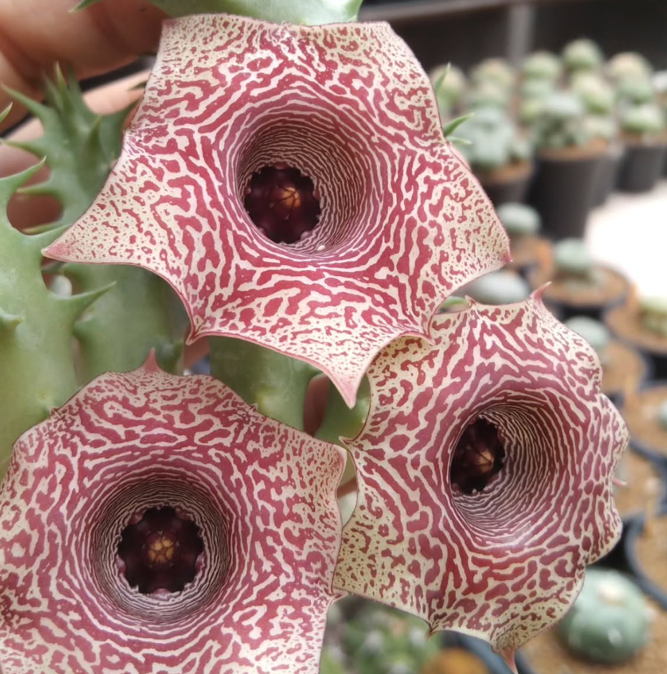 Huernia 'Lalisa' 5 Pieces Seeds