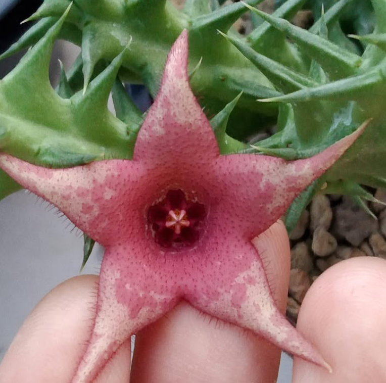Huerorbea Pink Vanilla 5 Pieces Seeds