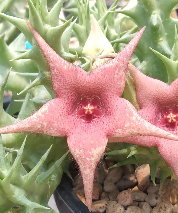 Huerorbea Pink Vanilla 5 Pieces Seeds