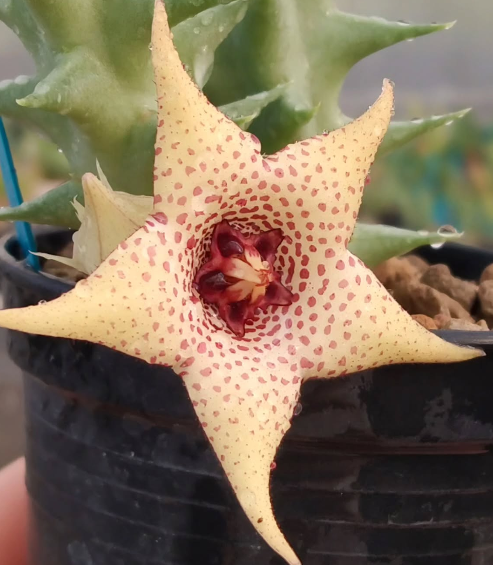 Huerorbea Vanilla Cream 5 Pieces Seeds