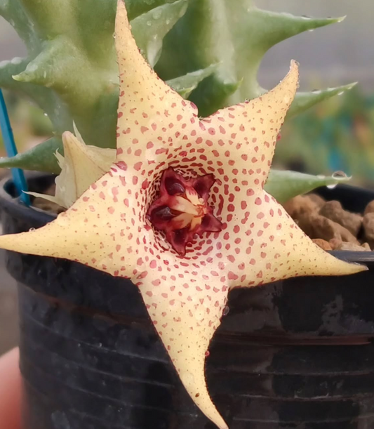 Huerorbea Vanilla Cream 5 Pieces Seeds