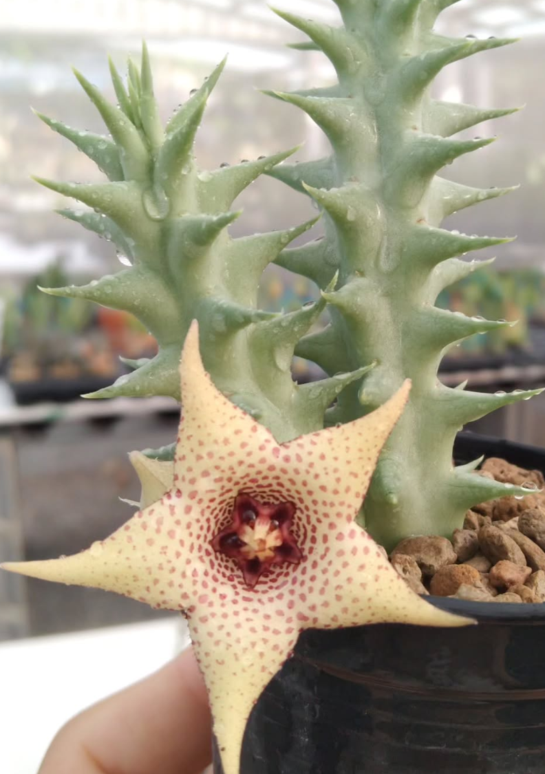 Huerorbea Vanilla Cream 5 Pieces Seeds