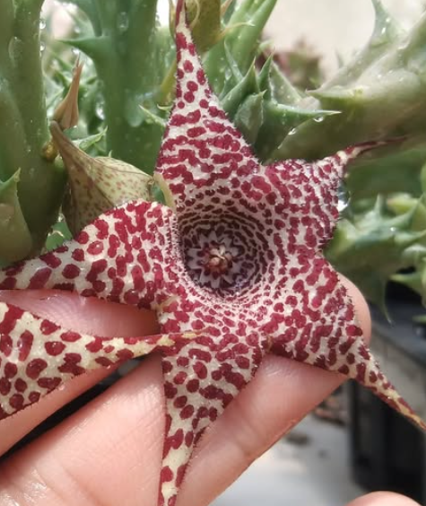 Huerorbea Shout out 5 Pieces Seeds