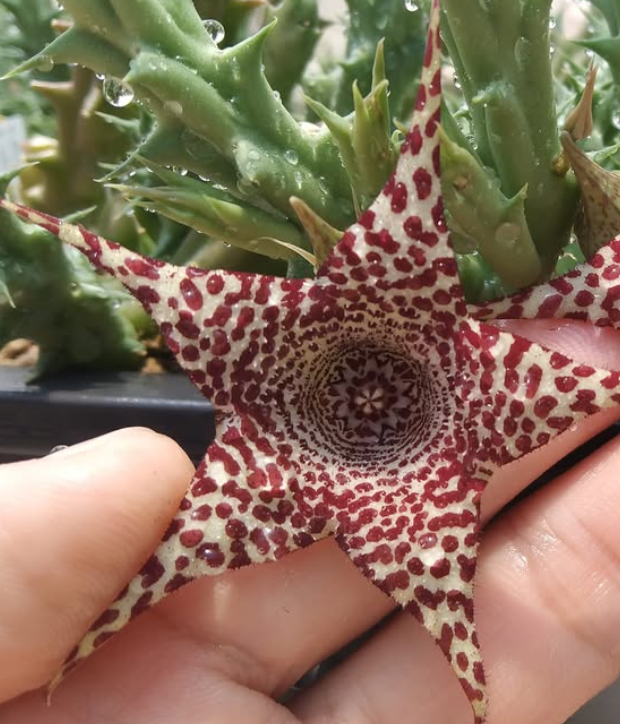Huerorbea Shout out 5 Pieces Seeds