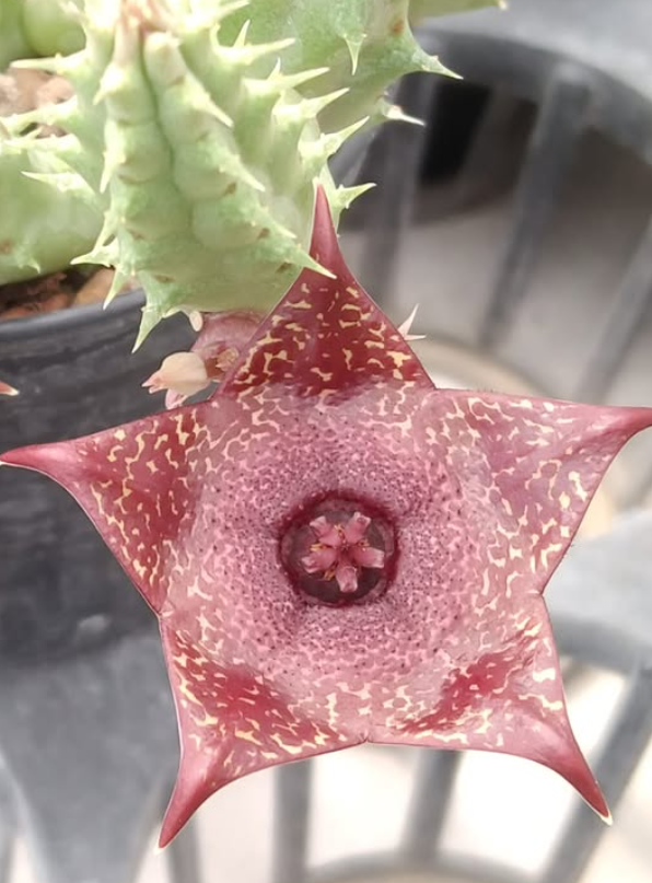 Huervalia ‘Griffin’ 5 Pieces Seeds