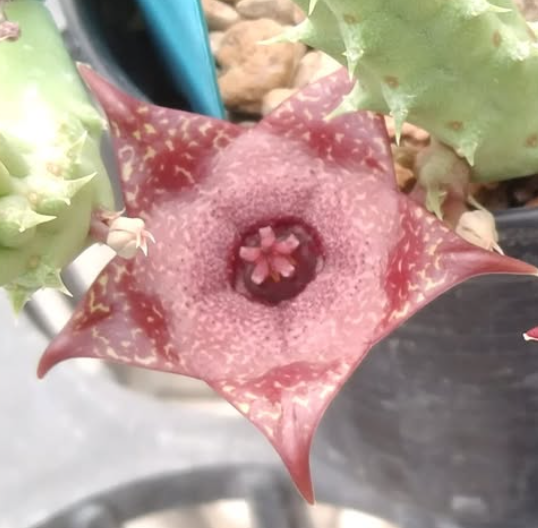 Huervalia ‘Griffin’ 5 Pieces Seeds