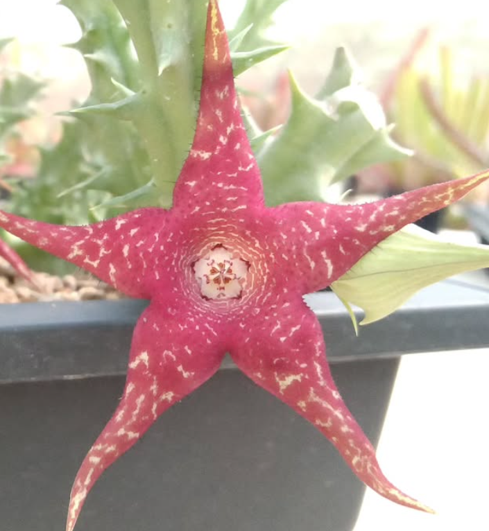 Huerorbea 'Christmas Star' 5 Pieces Seeds