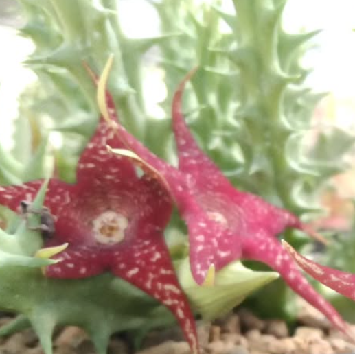 Huerorbea 'Christmas Star' 5 Pieces Seeds
