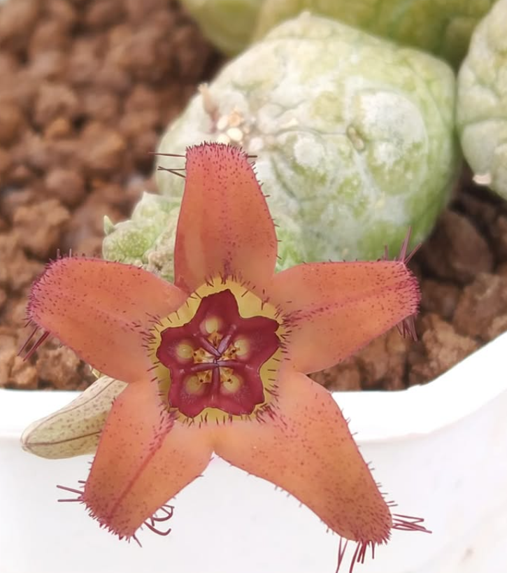 Stapelianthus madagascariensis x Pseudolithos migiurtinus Peaches 7 Pieces Seeds