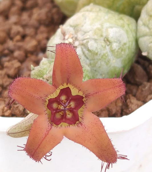 Stapelianthus madagascariensis x Pseudolithos migiurtinus Peaches 7 Pieces Seeds