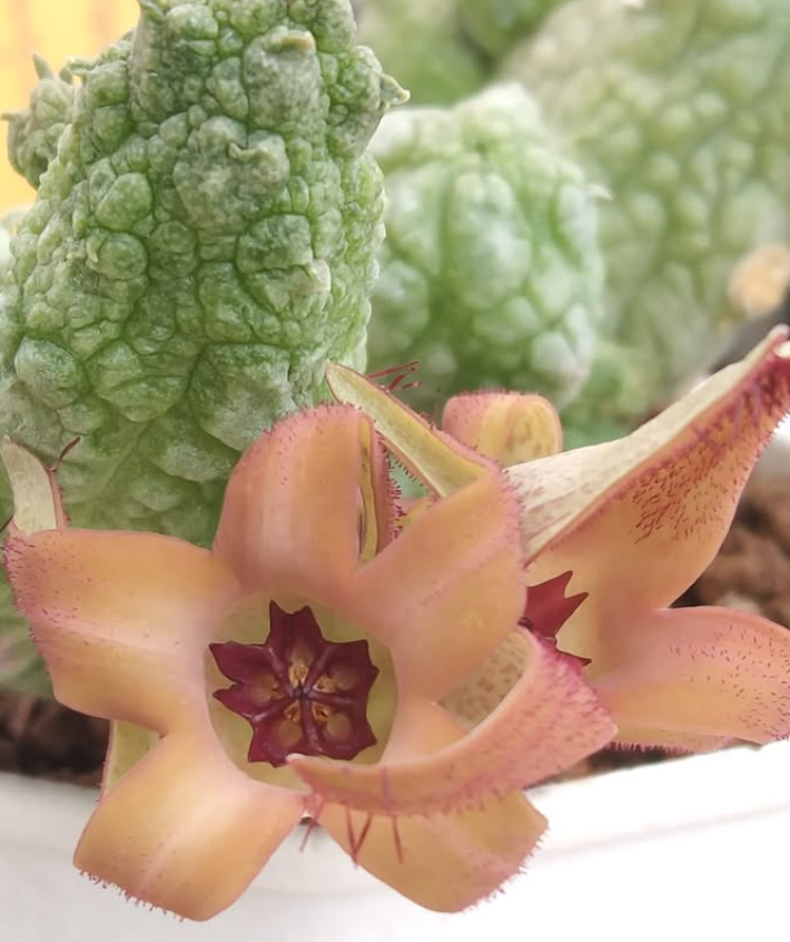 Stapelianthus madagascariensis x Pseudolithos migiurtinus Peaches 7 Pieces Seeds