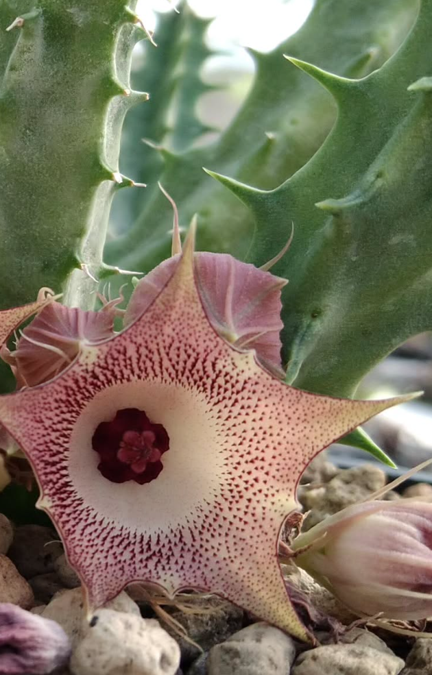 Huernia 'Sweety Rose' 5 Pieces Seeds