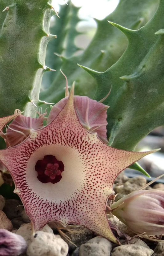 Huernia 'Sweety Rose' 5 Pieces Seeds