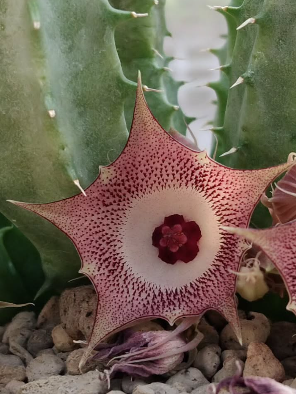 Huernia 'Sweety Rose' 5 Pieces Seeds