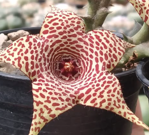 Huerorbea 'Chonticha' 5 Pieces Seeds