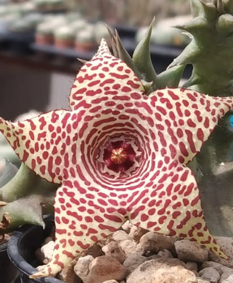 Huerorbea 'Chonticha' 5 Pieces Seeds