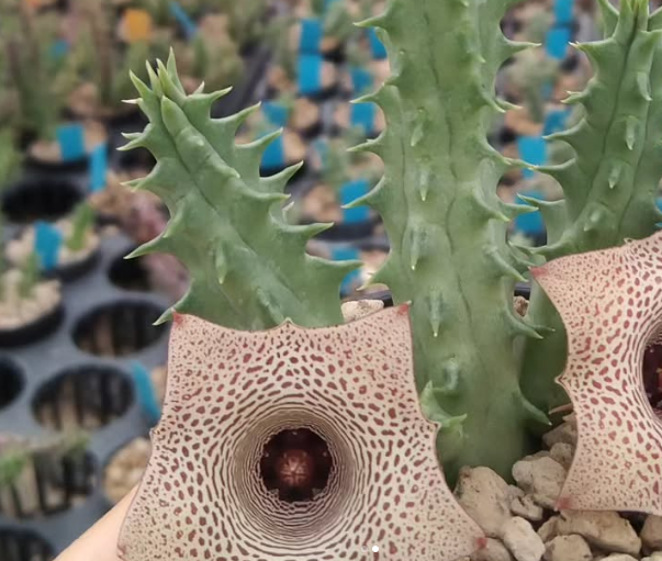 Huernia 'Mini Terra' 5 Pieces Seeds