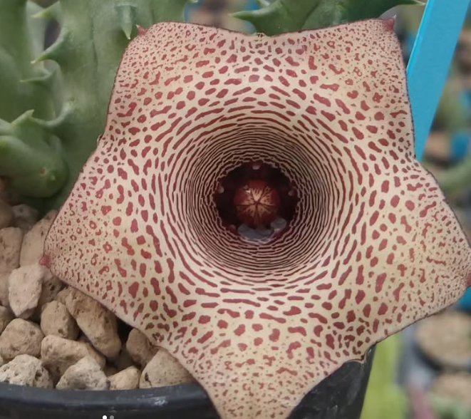 Huernia 'Mini Terra' 5 Pieces Seeds