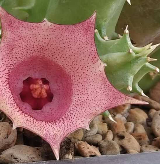 Huernia 'Fallen Angle' 5 Pieces Seeds