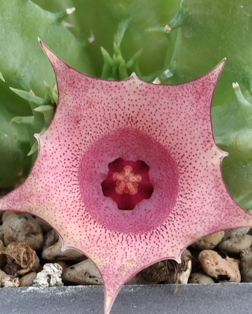 Huernia 'Fallen Angle' 5 Pieces Seeds