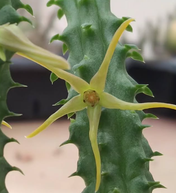 Echidnopsis Montana 7 Pieces Seeds