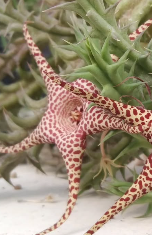 Huerorbea 'Golden Wizard' 5 Pieces Seeds