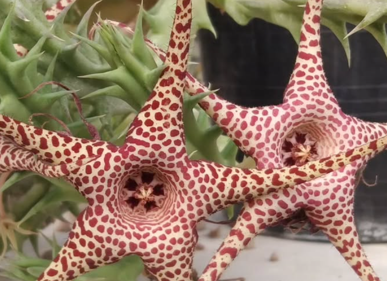 Huerorbea 'Golden Wizard' 5 Pieces Seeds