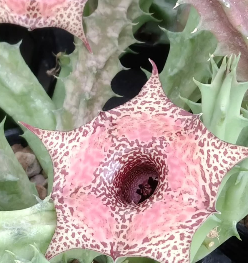 Huernia 'Merito' 5 Pieces Seeds