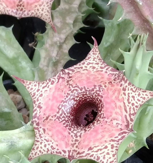 Huernia 'Merito' 5 Pieces Seeds