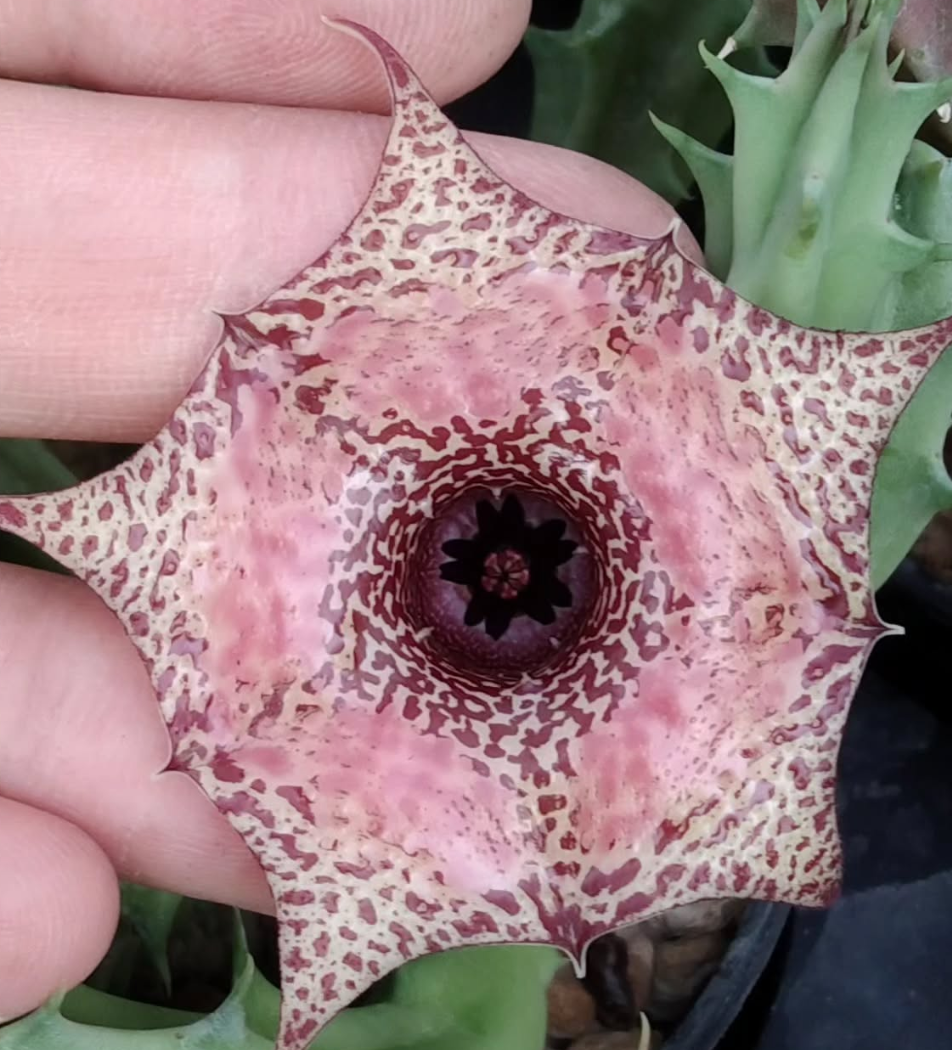 Huernia 'Merito' 5 Pieces Seeds