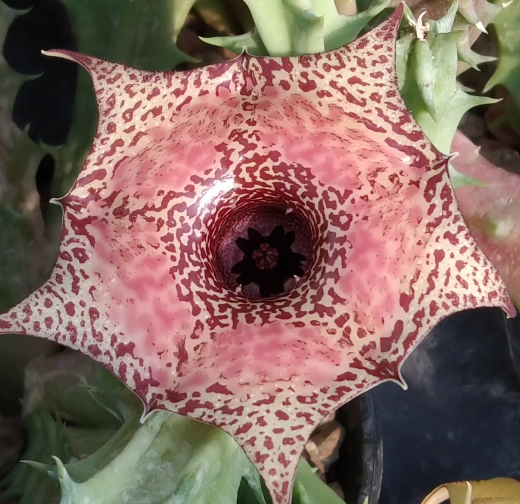 Huernia 'Merito' 5 Pieces Seeds