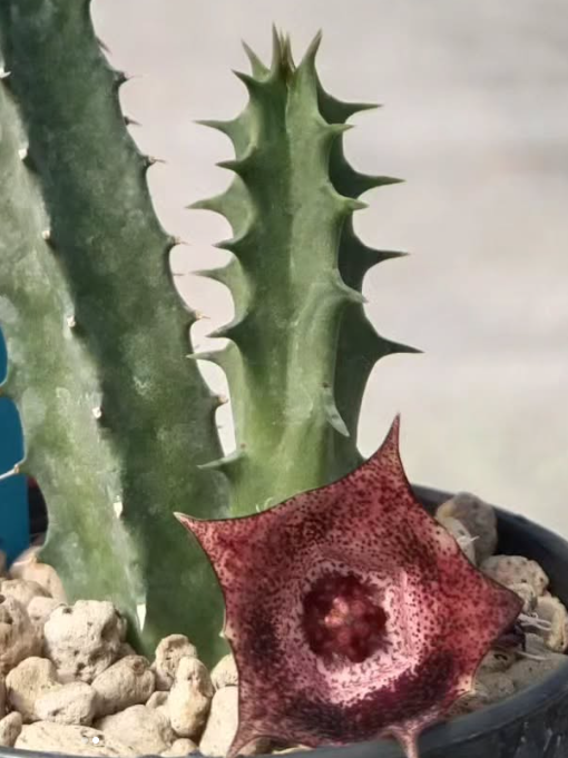 Huernia 'Purple Rose' 5 Pieces Seeds