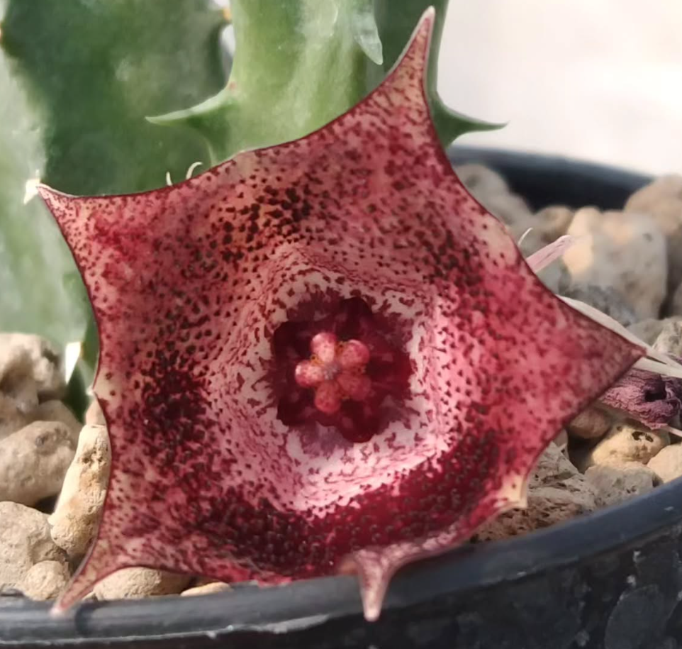 Huernia 'Purple Rose' 5 Pieces Seeds
