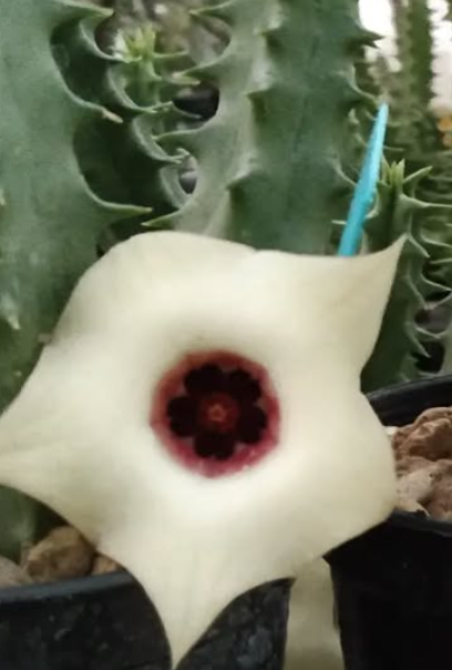 Huernia 'Ivory' 5 Pieces Seeds