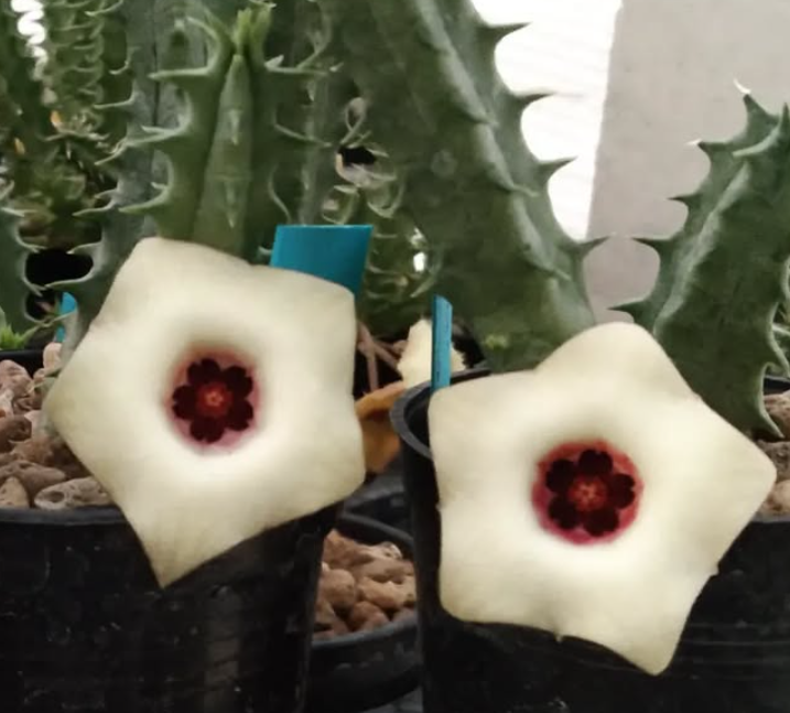 Huernia 'Ivory' 5 Pieces Seeds