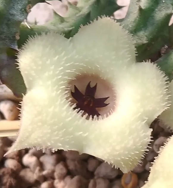 Stapelianthus 'Snow Crystal' 10 Pieces Seeds