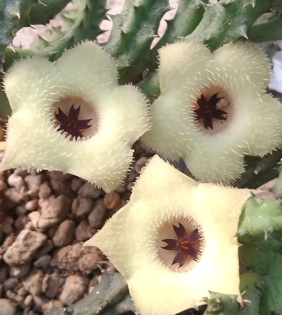 Stapelianthus 'Snow Crystal' 10 Pieces Seeds
