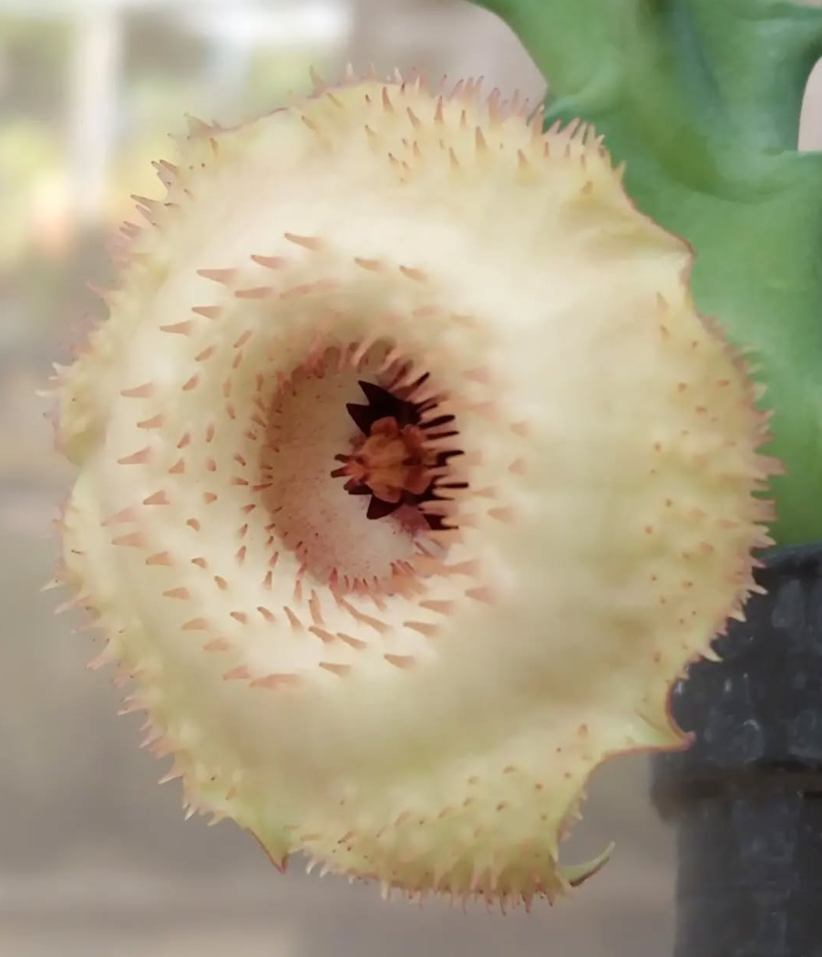 Huernia 'Deltacron' 5 Pieces Seeds