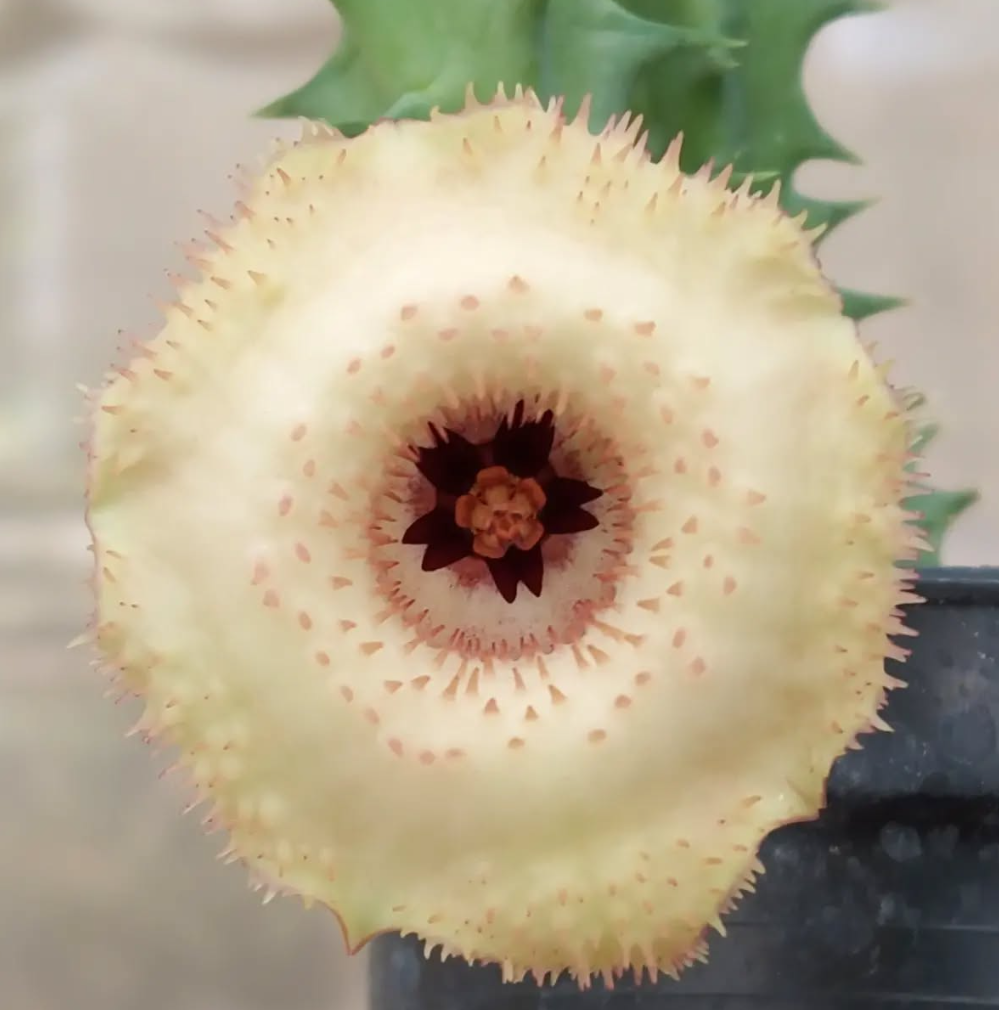 Huernia 'Deltacron' 5 Pieces Seeds