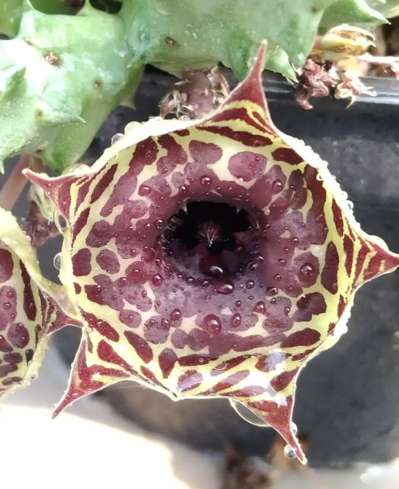 Huernia 'Dotty Bowl' 5 Pieces Seeds