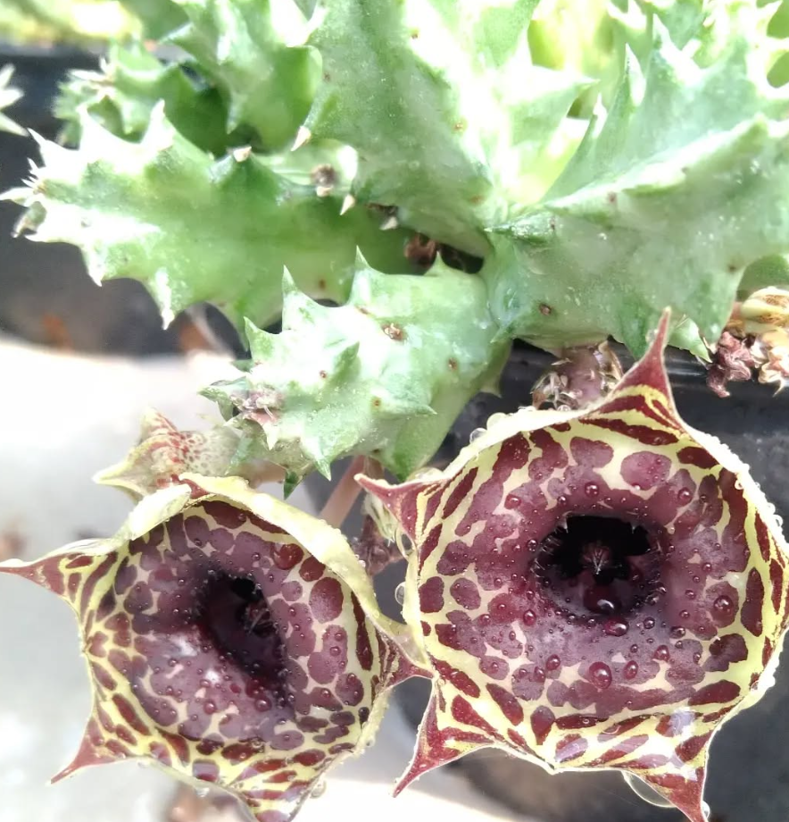 Huernia 'Dotty Bowl' 5 Pieces Seeds