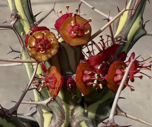 Euphorbia schizacantha 5 Pieces Seeds
