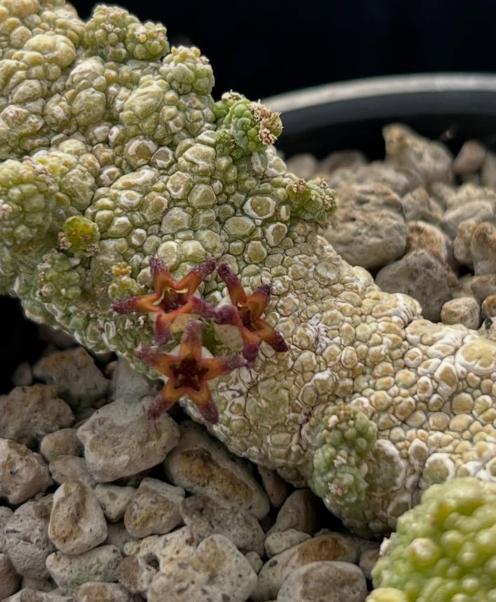 Pseudolithos Migiurtinus 10 Pieces Seeds